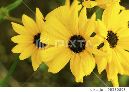 キクイモ(菊芋)の黄色の花が鮮やかで美しい キクイモ(菊芋)の黄色の花が鮮やかで美しい 96380893