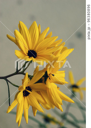 キクイモ(菊芋)の黄色の花が鮮やかで美しい キクイモ(菊芋)の黄色の花が鮮やかで美しい 96380896