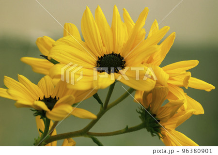 キクイモ(菊芋)の黄色の花が鮮やかで美しい 96380901