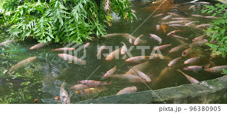 Tropical fish pond with Colorful decorative green tropical plantation for backyard decoration ideas 96380905