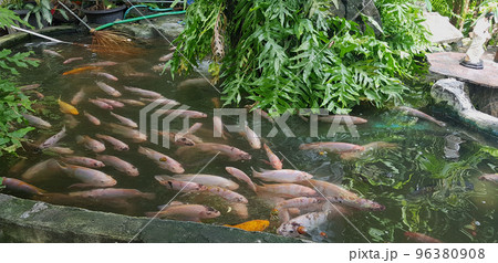 Tropical fish pond with Colorful decorative green tropical plantation for backyard decoration ideas 96380908