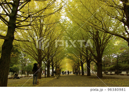 イチョウ(銀杏)並木の風景が雄大で美しい イチョウ(銀杏)並木の風景が雄大で美しい 96380981