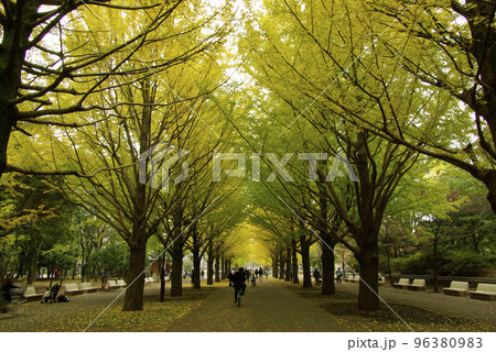 イチョウ(銀杏)並木の風景が雄大で美しい イチョウ(銀杏)並木の風景が雄大で美しい 96380983