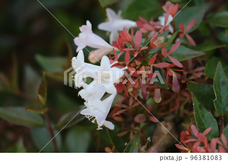 日本の秋の庭に咲くアベリアの白い花 96381083