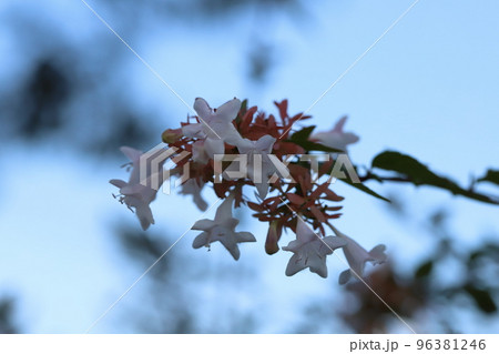 日本の秋の庭に咲く白いアベリアの花 96381246
