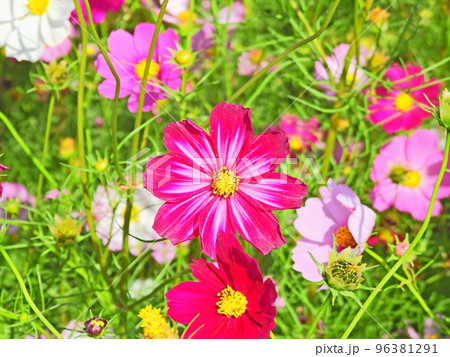 秋のお花畑に咲くピンク系のコスモス 秋のお花畑に咲くピンク系のコスモス 96381291