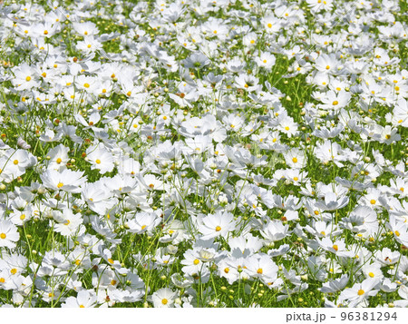 真っ白な花が一面に咲くコスモス畑 真っ白な花が一面に咲くコスモス畑 96381294