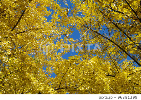 イチョウ(銀杏)の紅葉風景が美しい イチョウ(銀杏)の紅葉風景が美しい 96381399