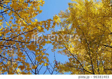 イチョウ(銀杏)の紅葉風景が美しい イチョウ(銀杏)の紅葉風景が美しい 96381403
