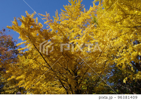 イチョウ(銀杏)の紅葉風景が美しい 96381409