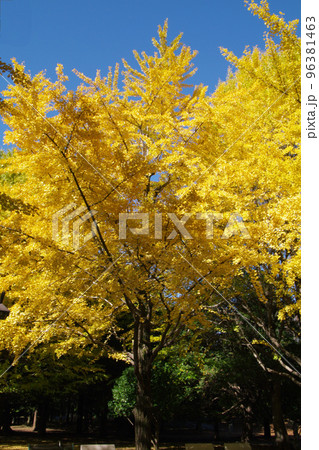 イチョウ(銀杏)の紅葉風景が美しい イチョウ(銀杏)の紅葉風景が美しい 96381463