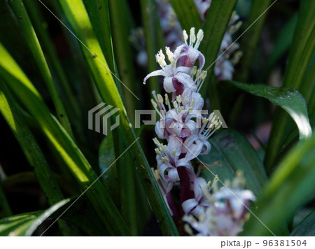スズラン亜科キチジョウソウの開花 96381504