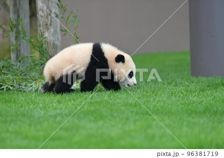 良浜ママに向かって走る結浜 96381719