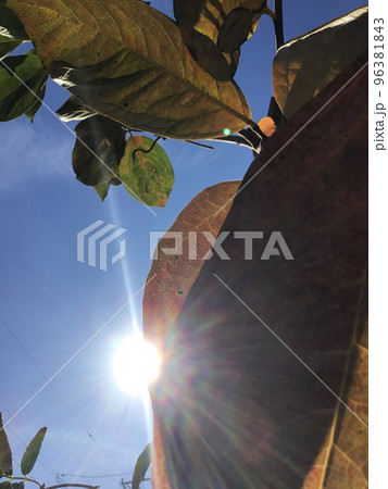 ピーカンの日の紅葉で気分はアゲアゲ紅葉 ピーカンの日の紅葉で気分はアゲアゲ紅葉 96381843