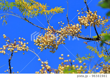 たくさん実った栴檀（センダン）の実　 96381981