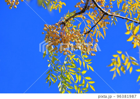 たくさん実った栴檀（センダン）の実　 96381987