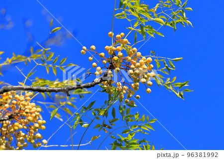 たくさん実った栴檀（センダン）の実　 96381992