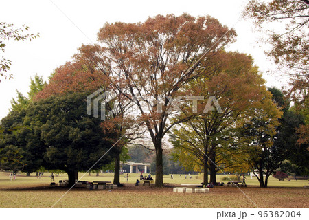 雄大な枝ぶりを見せるケヤキ(けやき,欅)の紅葉が美しい 雄大な枝ぶりを見せるケヤキ(けやき,欅)の紅葉が美しい 96382004