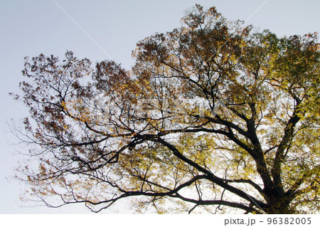 雄大な枝ぶりを見せるケヤキ(けやき,欅)の紅葉が美しい 96382005