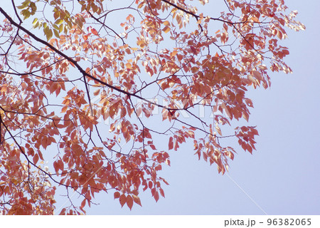 ケヤキ(けやき,欅)の紅葉が美しい ケヤキ(けやき,欅)の紅葉が美しい 96382065