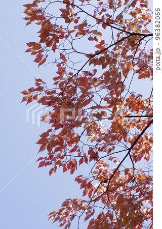 ケヤキ(けやき,欅)の紅葉が美しい ケヤキ(けやき,欅)の紅葉が美しい 96382066