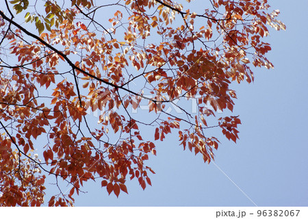 ケヤキ(けやき,欅)の紅葉が美しい ケヤキ(けやき,欅)の紅葉が美しい 96382067