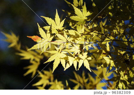 薄黄色に紅葉したカエデ(楓,モミジ，紅葉)の風景が爽やかで美しい 96382309