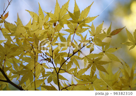 薄黄色に紅葉したカエデ(楓,モミジ，紅葉)の風景が爽やかで美しい 96382310