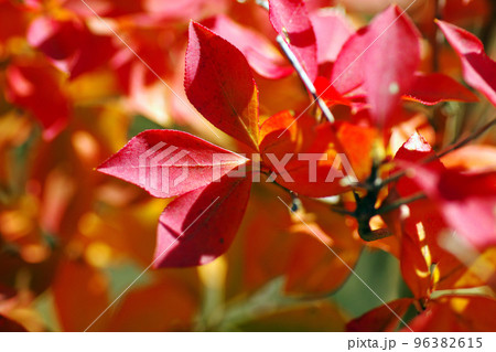 真っ赤に紅葉したドウダンツツジ(灯台躑躅,満天星)の葉っぱが美しい 96382615