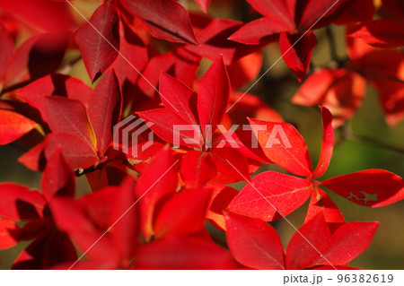 真っ赤に紅葉したドウダンツツジ(灯台躑躅,満天星)の葉っぱが美しい 真っ赤に紅葉したドウダンツツジ(灯台躑躅,満天星)の葉っぱが美しい 96382619