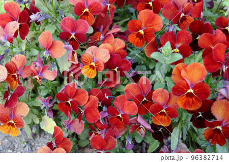 ビオラの花 ビオラの花 96382714