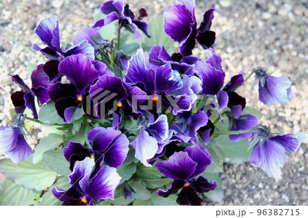 ビオラの花 96382715