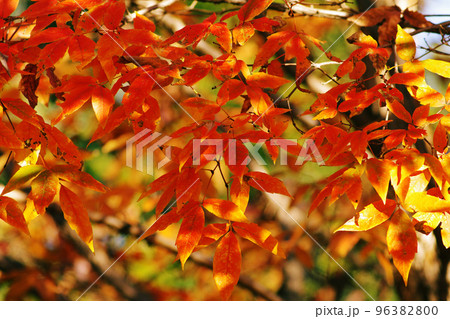 メグスリノキ(目薬の木,長者の木,千里眼の木)の紅葉風景が美しい 96382800