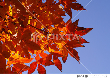 メグスリノキ(目薬の木,長者の木,千里眼の木)の紅葉風景が美しい メグスリノキ(目薬の木,長者の木,千里眼の木)の紅葉風景が美しい 96382805