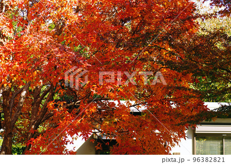 メグスリノキ(目薬の木,長者の木,千里眼の木)の紅葉風景が美しい 96382821