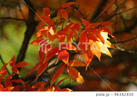 メグスリノキ(目薬の木,長者の木,千里眼の木)の紅葉風景が美しい 96382830