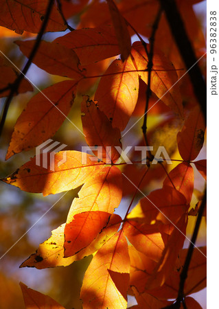 メグスリノキ(目薬の木,長者の木,千里眼の木)の紅葉風景が美しい メグスリノキ(目薬の木,長者の木,千里眼の木)の紅葉風景が美しい 96382838