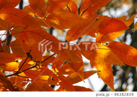 メグスリノキ(目薬の木,長者の木,千里眼の木)の紅葉風景が美しい メグスリノキ(目薬の木,長者の木,千里眼の木)の紅葉風景が美しい 96382839