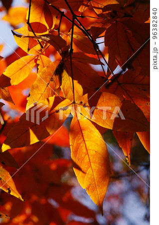 メグスリノキ(目薬の木,長者の木,千里眼の木)の紅葉風景が美しい 96382840