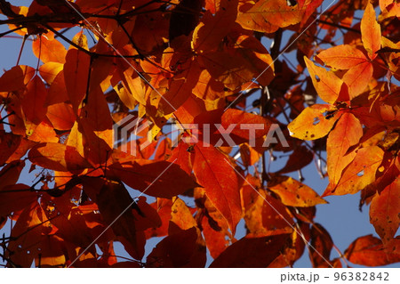 メグスリノキ(目薬の木,長者の木,千里眼の木)の紅葉風景が美しい メグスリノキ(目薬の木,長者の木,千里眼の木)の紅葉風景が美しい 96382842