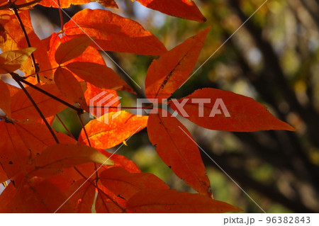 メグスリノキ(目薬の木,長者の木,千里眼の木)の紅葉風景が美しい メグスリノキ(目薬の木,長者の木,千里眼の木)の紅葉風景が美しい 96382843