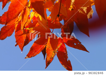 メグスリノキ(目薬の木,長者の木,千里眼の木)の紅葉風景が美しい 96382846