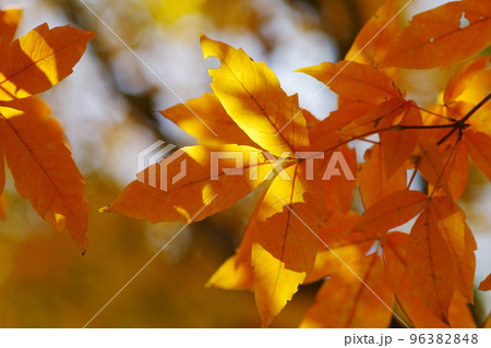 メグスリノキ(目薬の木,長者の木,千里眼の木)の紅葉風景が美しい 96382848