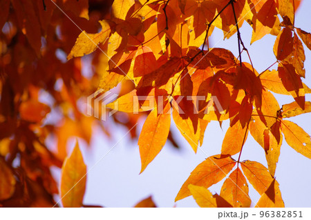 メグスリノキ(目薬の木,長者の木,千里眼の木)の紅葉風景が美しい 96382851
