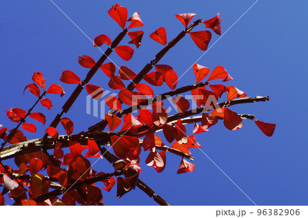 真っ赤に紅葉したニシキギ(錦木)の葉が美しいの写真素材 [96382906