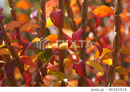 真っ赤に紅葉したニシキギ(錦木)の葉が美しい 96382910
