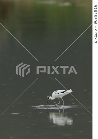 生き物 野鳥 ソリハシセイタカシギ、秋の渡りの途中。立ち寄った水田で採餌中 生き物 野鳥 ソリハシセイタカシギ、秋の渡りの途中。立ち寄った水田で採餌中 96382916
