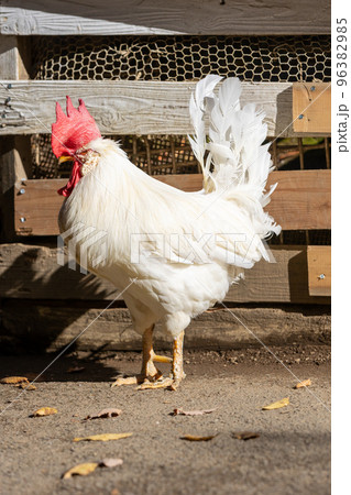 雄鶏 96382985