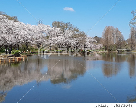 春爛漫 桜満開 水鏡 9 春爛漫 桜満開 水鏡 9 96383045