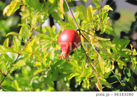 赤く色づいたザクロの実 96383080